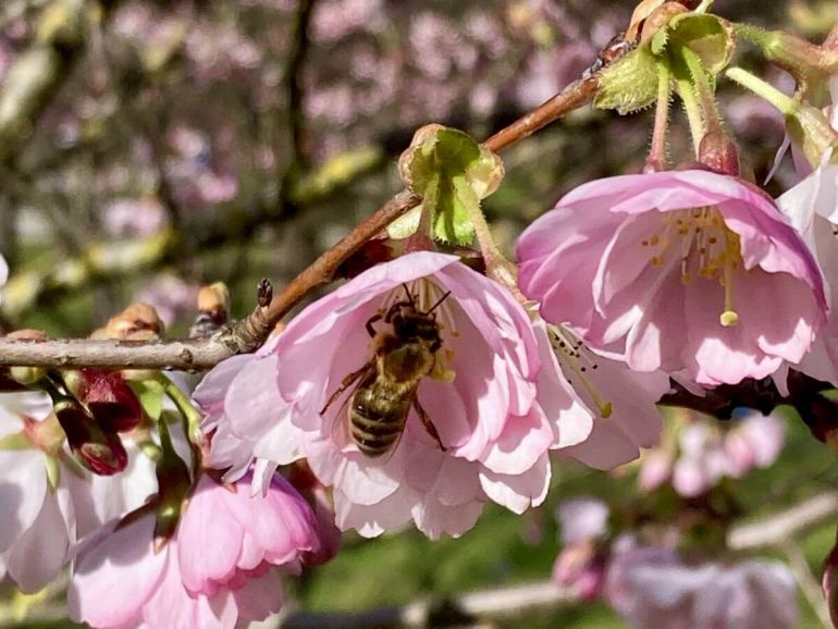 Biene und Kirschblüte im Olympiapark