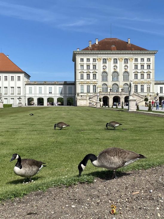 Auch Gänse fühlen sich in der großzügigen Anlage von Schloss Nymphenburg wohl