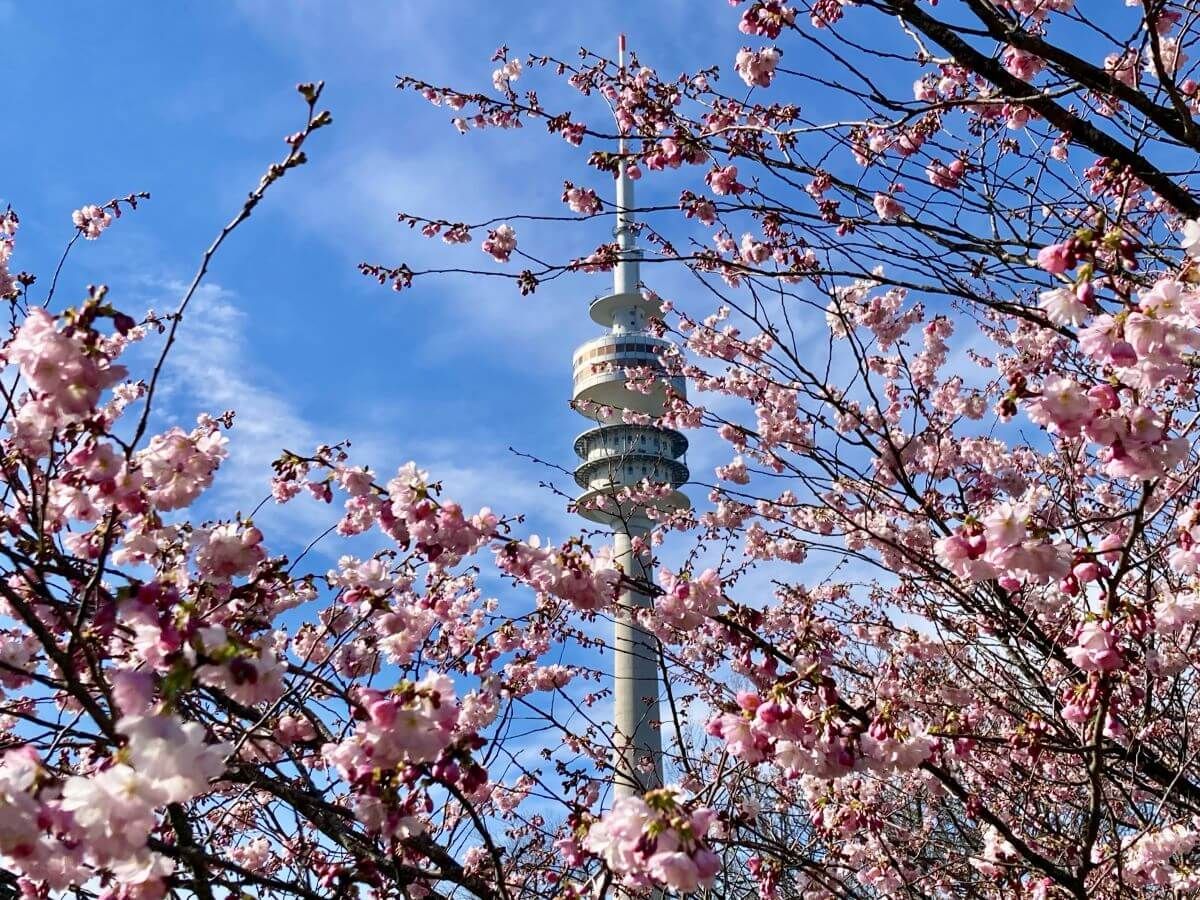 Cherry Blossoms and Olympic Tower in Munich