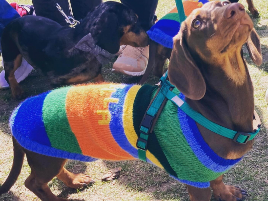 Wiener Dog dressed as Waldi the Mascot of the 1972 Summer Games in Munich
