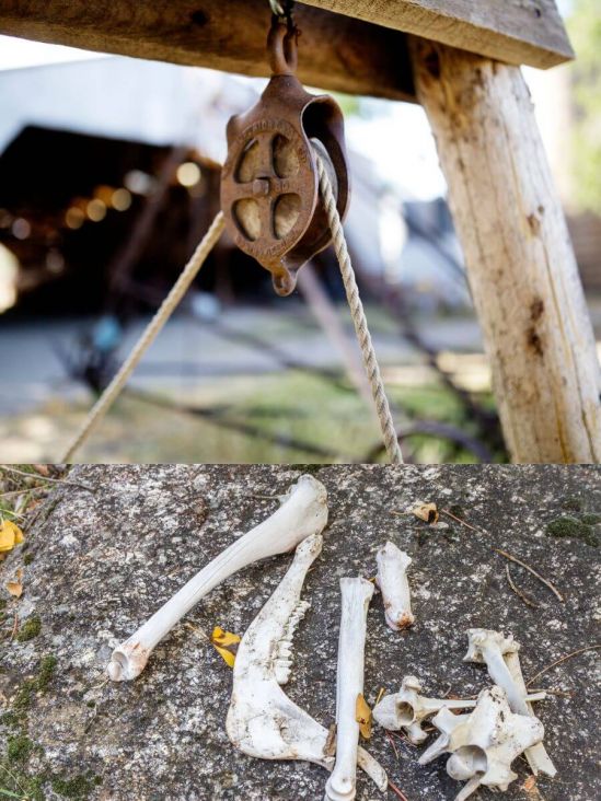In München fand man das Skelett einern Kuh in einem alten Brunnen