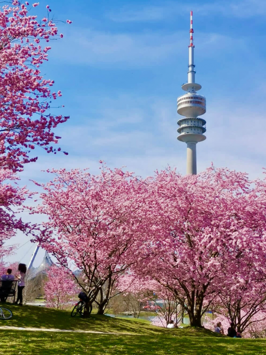 Cherry Blossoms on a Walking Tour at the Olympic Park in Munich